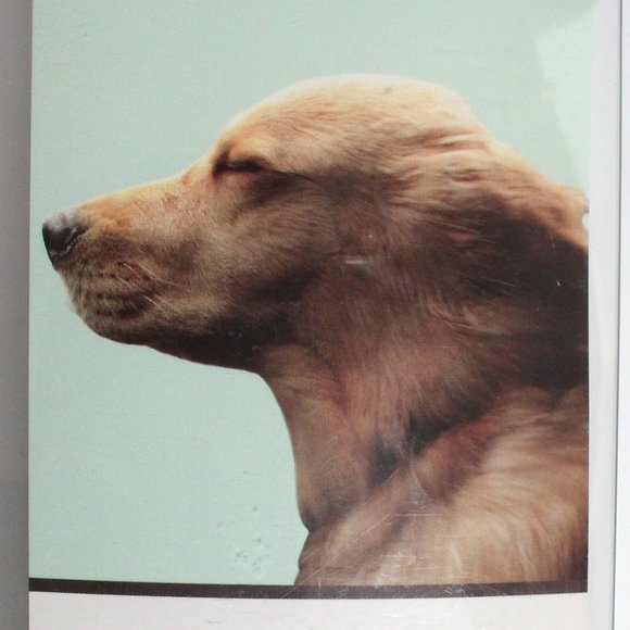 New Joy Riders Dog Pet Passenger Car Window Cling for Driver's Side Rear Window - Picture 3 of 8
